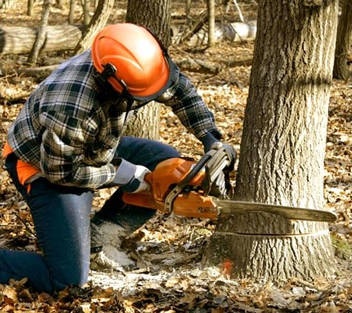 Tree Removal in Sandy Ridge, PA